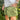 TSPTR Shorts - Olive
